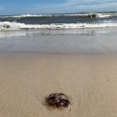 Beached jellyfish