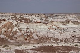 061 Petrified forest